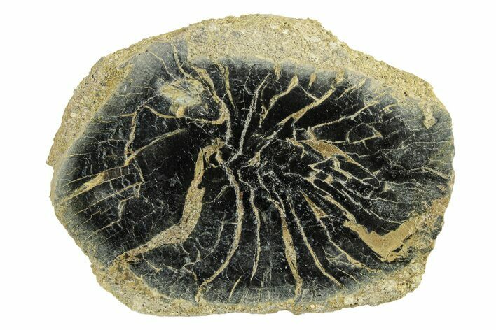 Polished Petrified Wood Limb Round - Indonesia #271454